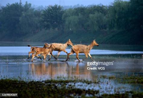 ¡Sumérgete en la Historia y la Naturaleza del Parque Nacional de los Ciervos de Yancheng!