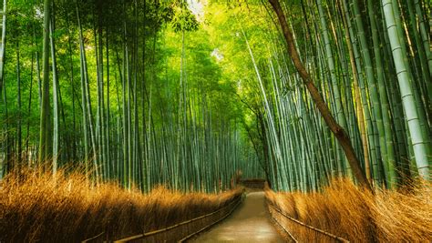 El Bosque de Bambú Arashiyama: Un laberinto verde y mágico en la ciudad de Kyoto!