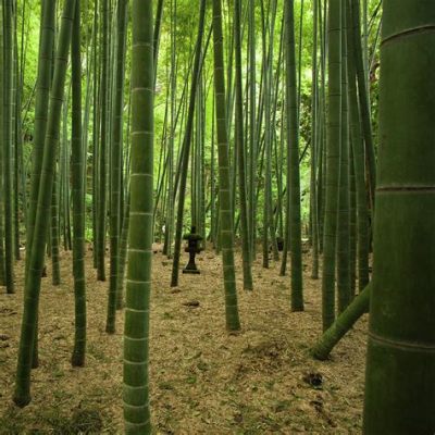 ¡El Bosque de Bambuos Gigantes en Ya'an: Un Laberinto Verde Viviente y un Refugio para la Paz Interior!