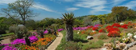  ¿Has Escuchado Hablar del Jardín Botánico de Kirstenbosch? Un Oasis Verde y una Sinfonía Floral en Ciudad del Cabo!